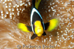  clown fish, NIKON D80 with SUBAL HOUSING, 60mm lens by Federica Bedei 